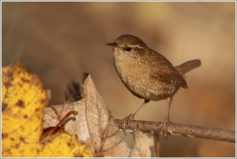 <p>STŘÍZLÍK OBECNÝ (Troglodytes troglodytes) ----- /Eurasian wren - Zaunköking/</p>